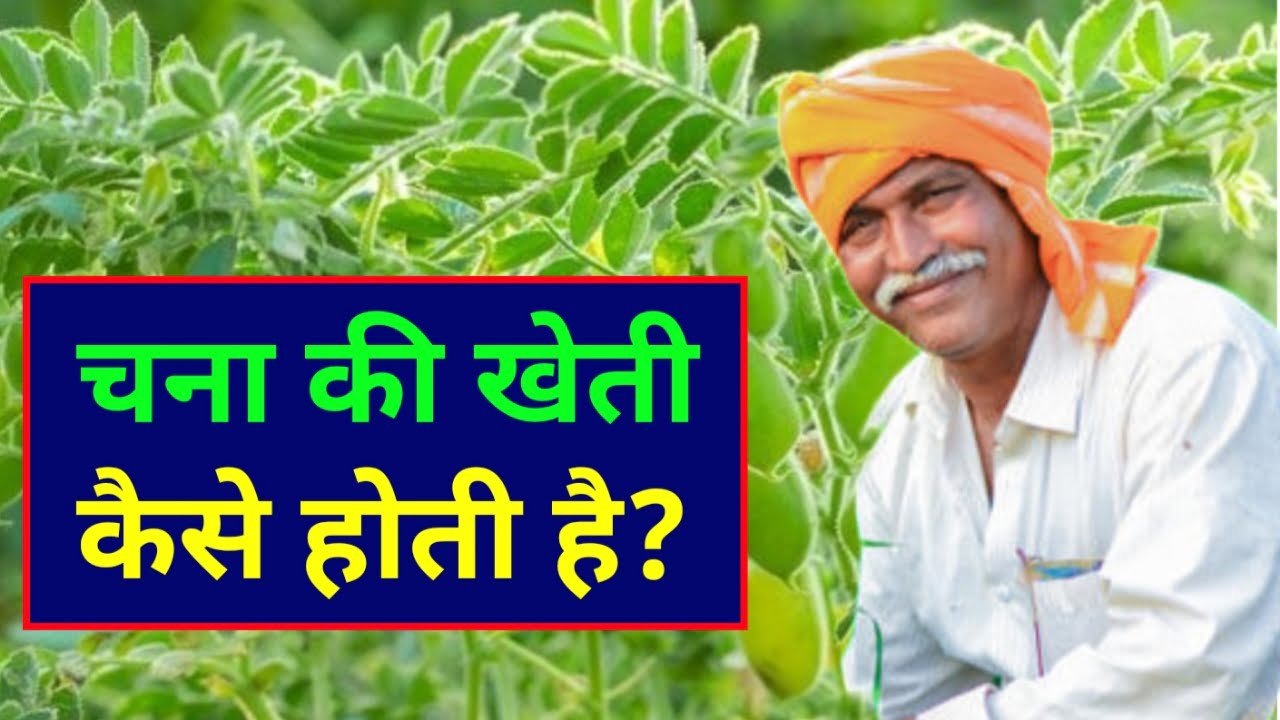 Chana Ki Kheti Kaise Hoti Hai: चने की खेती कैसे करें ? यहां जाने पूरी जानकारी